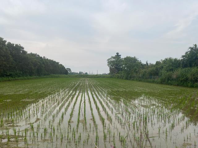 觀音農地-12