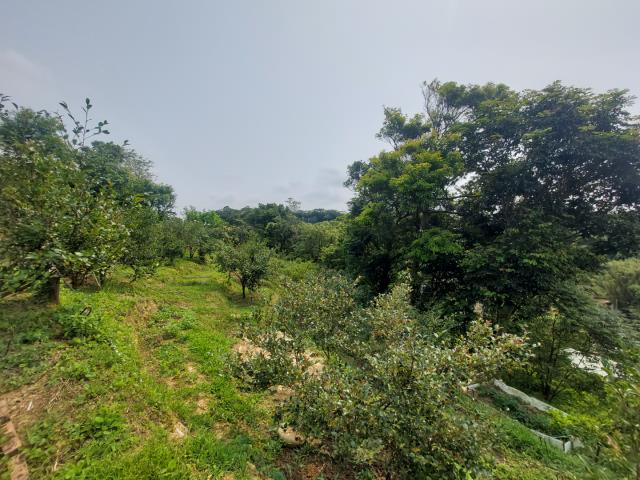 新竹新埔農地-14