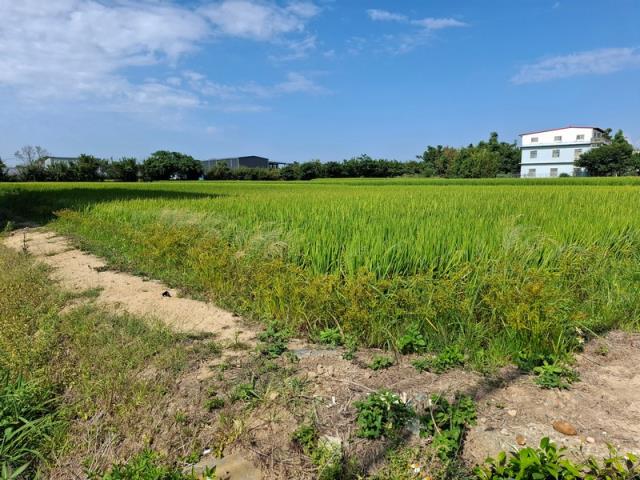 桃園楊梅農地-1