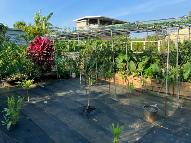 新屋農地-1
