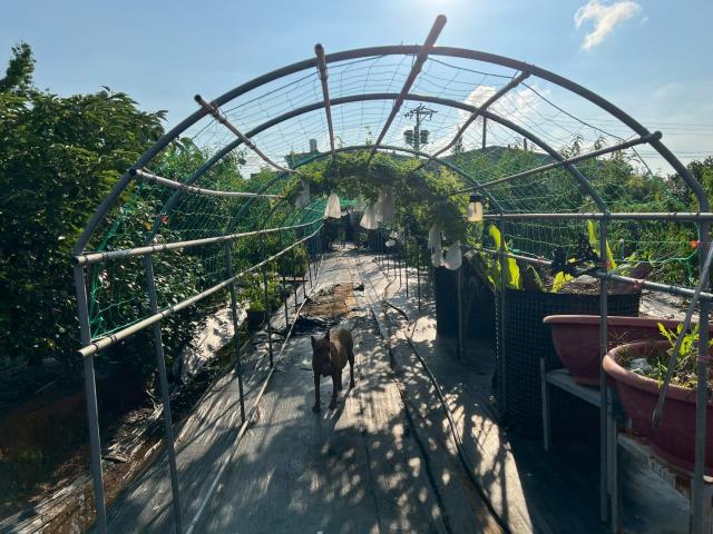 新屋農地-5