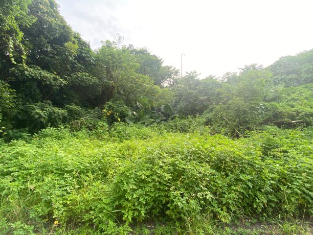 桃園農地-9