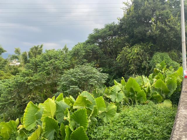 桃園農地-1