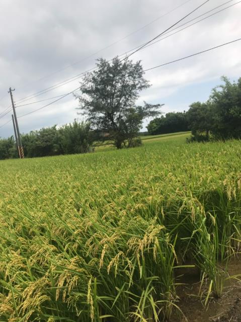 桃園農地-4